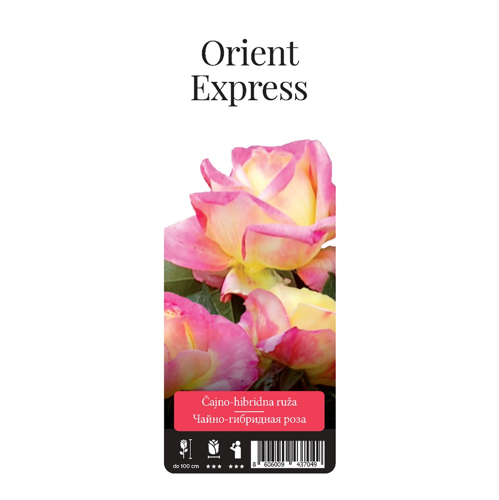 Роза Ориент экспресс чайно-гибридная 1 шт