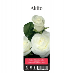 Роза Акито чайно-гибридная 1шт.