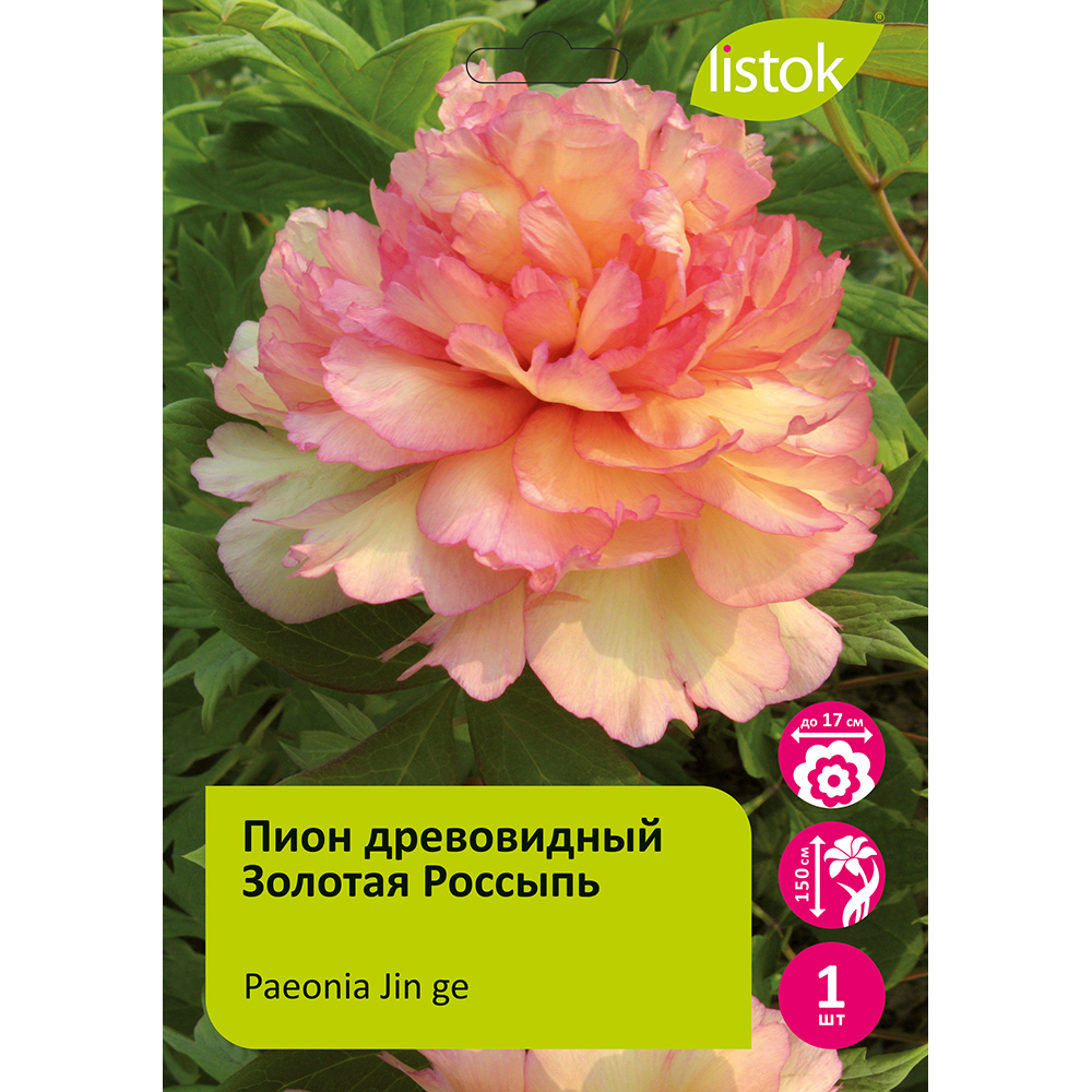 Пион древовидный Золотая Россыпь (Кинкаку) 1шт/Paeonia Jin ge (Kinkaku) Цзинь Гэ /Японская селекция