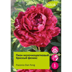 Пион молочноцветковый Красный феникс 1шт/Paeonia Dan Feng (Дан Фэн)