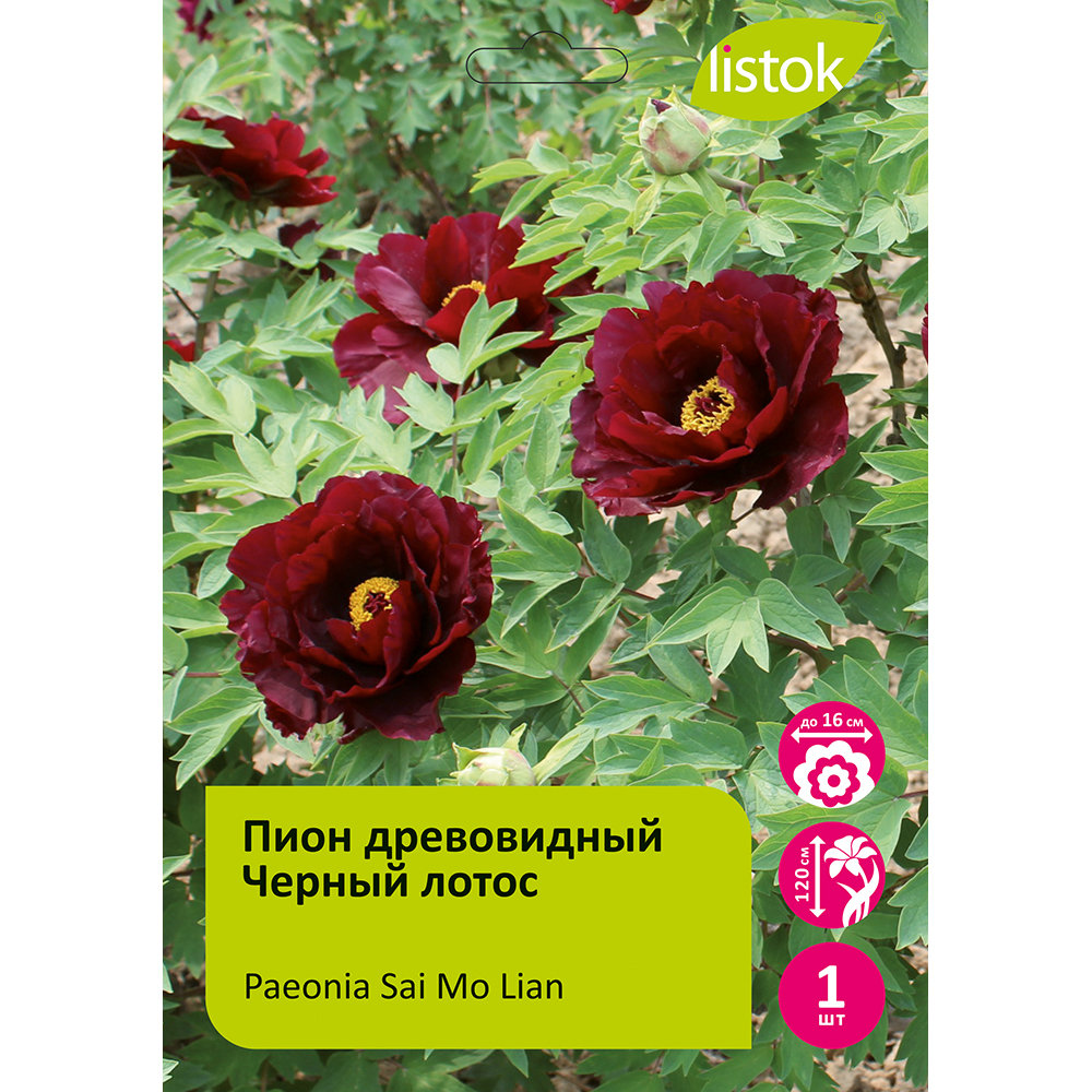 Пион древовидный Черный лотос 1шт/Paeonia Sai Mo Lian (Better than black lotus)(Сай Мо Лен)