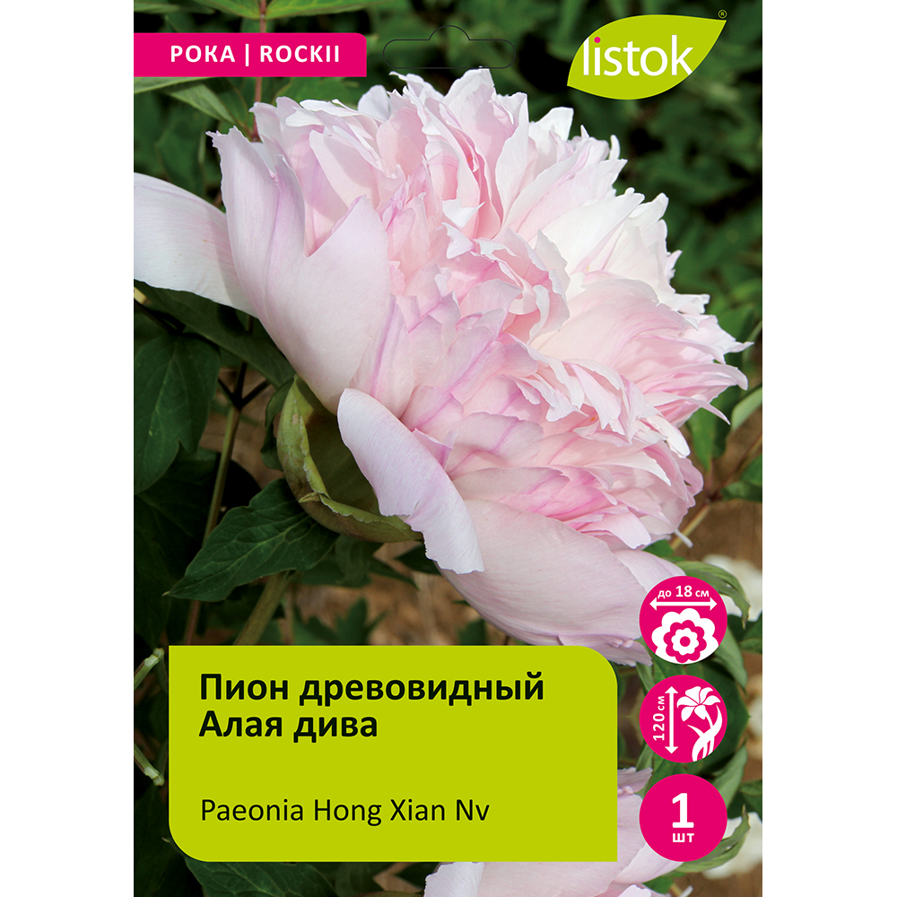 Пион древовидный Алая дива 1шт/Paeonia Hong Xian Nv (Хонг Сиань Нв)