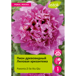 Пион древовидный Лиловая хризантема 1шт/Paeonia Zi Se Xiu Qiu (Цзы Се Сю Цю)