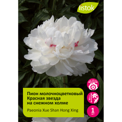Пион молочноцветковый Красная звезда на снежном холме 1шт/Paeonia Xue Shan Hong Xing (Сюэ Шан Хун Син)