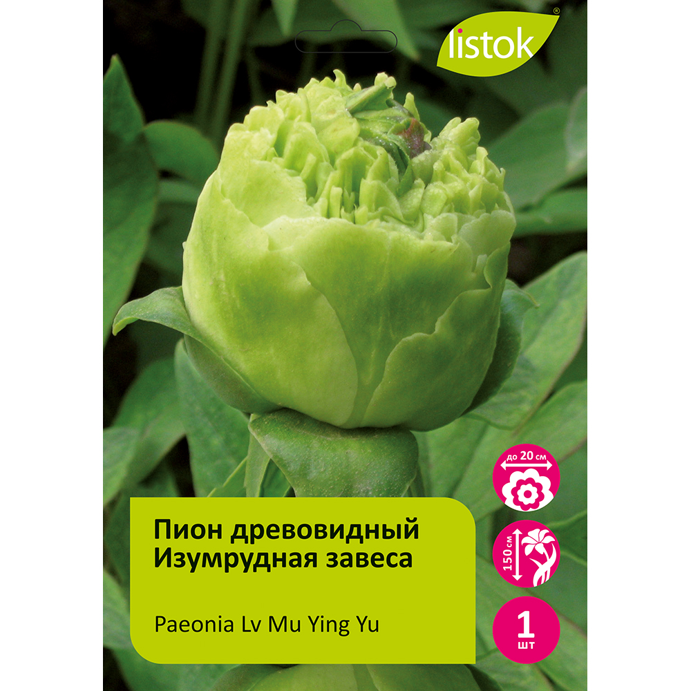 Пион древовидный Изумрудная завеса 1шт/Paeonia Lv Mu Ying Yu (Green screen)(Лу Му Йинг Ю)