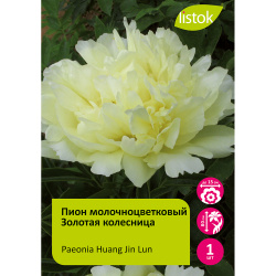 Пион молочноцветковый Золотая колесница 1шт/Paeonia Huang Jin Lun (Хуанг Жин Лун)