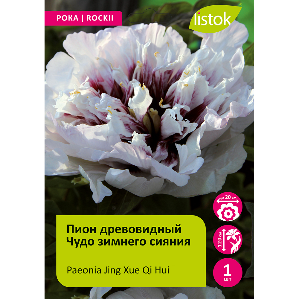 Пион древовидный Чудо зимнего сияния 1шт/Paeonia Jing Xue Qi Hui (Цзин Сюэ Ци Хуэй)