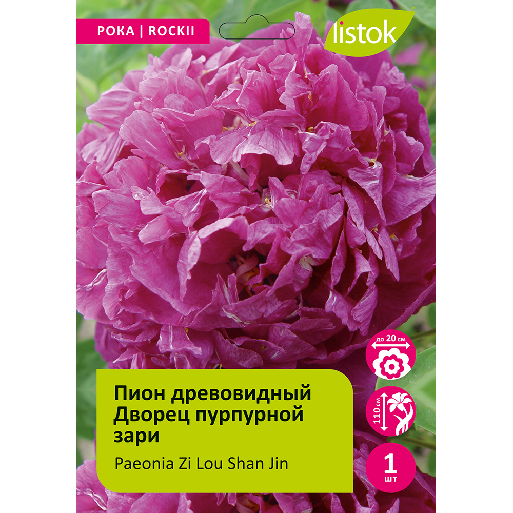 Пион древовидный Дворец пурпурной зари 1шт/Paeonia Zi Lou Shan Jin (Цзы Лу Шань Цзинь)