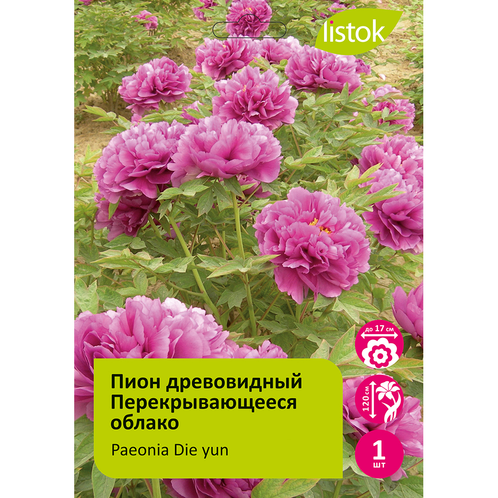 Пион древовидный Перекрывающееся облако 1шт/Paeonia Die yun (Overlap cloud)(Дие Юнь)