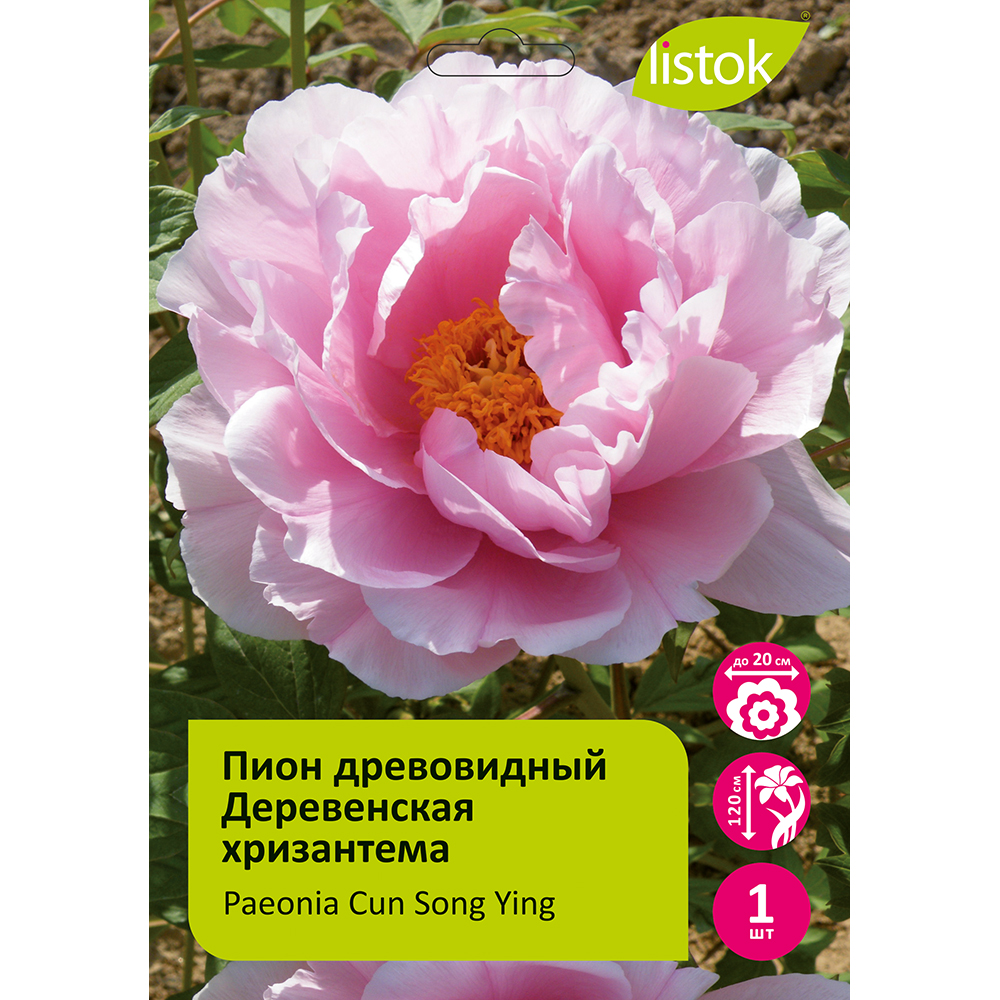 Пион древовидный Деревенская хризантема (Мураматсу -закура) 1шт/Paeonia Cun Song (Цунь Сун Ин) Японская селекция