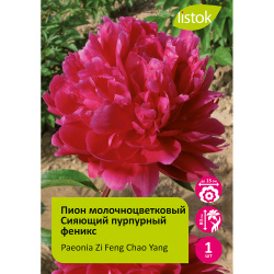 Пион молочноцветковый Сияющий пурпурный феникс 1шт/Paeonia Zi Feng Chao Yang (Цзы Фэн Чао Ян)
