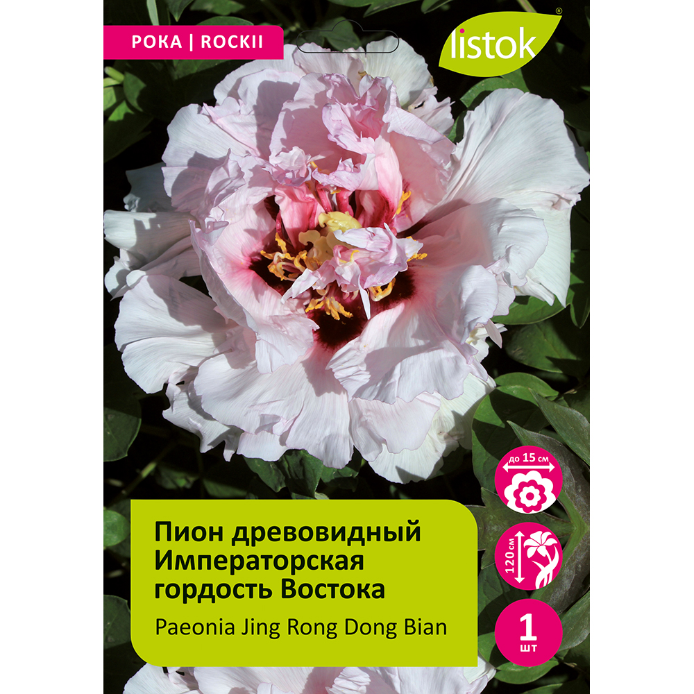 Пион древовидный Императорская гордость Востока 1шт/Paeonia Jing Rong Dong Bian (Цзин Ронг Донг Биан)