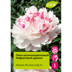 Пион молочноцветковый Нефритовый дракон 1шт/Paeonia Wu Hua Long Yu (У Хуа Лун Ю)