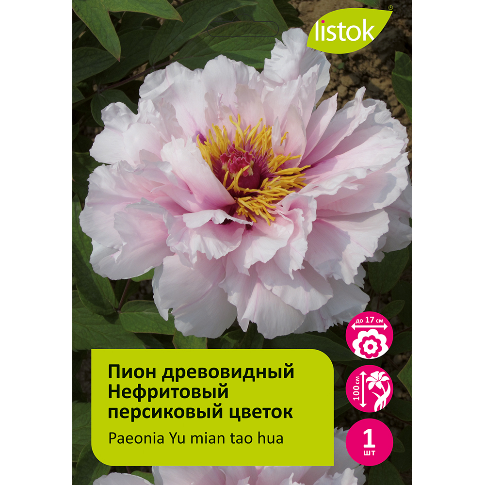 Пион древовидный Нефритовый персиковый цветок 1шт/Paeonia Yu mian tao hua(Jade Noodles Peach Blossoms)(Юй Мень Тао Хуа)
