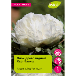 Пион древовидный Карт Бланш 1шт/Paeonia Jing Yun Guan (Цзин Юнь Гуань)
