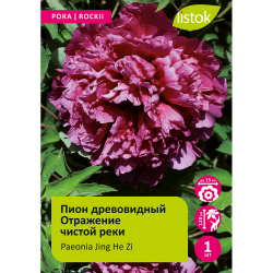 Пион древовидный Отражение чистой реки 1шт /Paeonia Jing He Zi (Цзин Хэ Цзы)