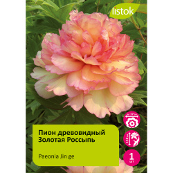 Пион древовидный Золотая Россыпь (Кинкаку) 1шт/Paeonia Jin ge (Kinkaku) Цзинь Гэ /Японская селекция