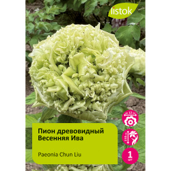 Пион древовидный Весенняя ива 1шт/Paeonia Chun Liu (Чун Лью)