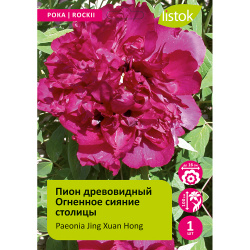 Пион древовидный Огненное сияние столицы 1шт/Paeonia Jing Xuan Hong (Цзин Сюань Хун)