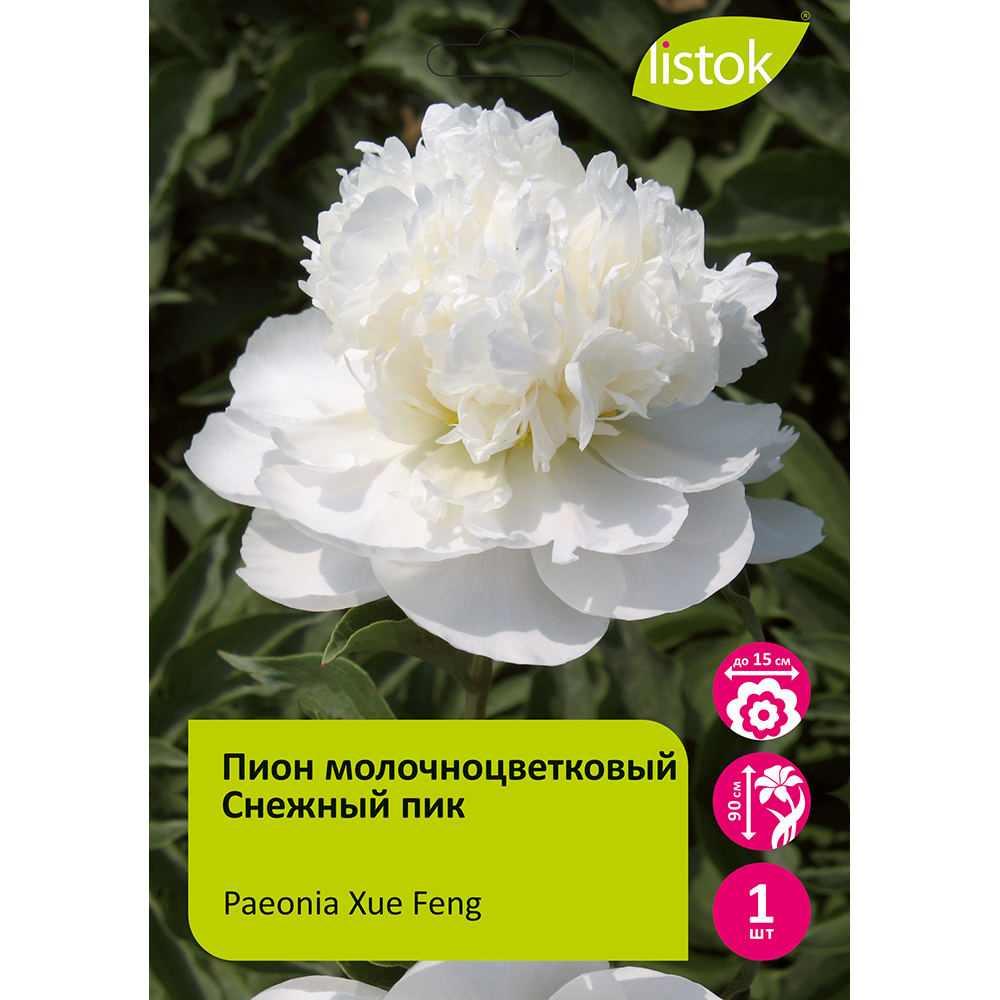 Пион молочноцветковый Снежный пик 1шт/Paeonia Xue Feng (Сюэ Фэн)