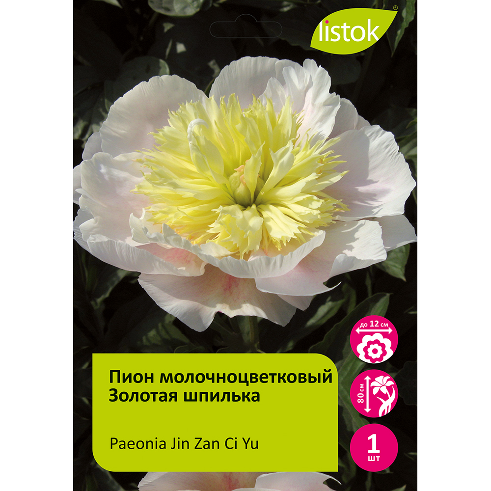 Пион молочноцветковый Золотая шпилька 1шт/Paeonia Jin Zan Ci Yu (Цзынь Цзан Сы Ю)