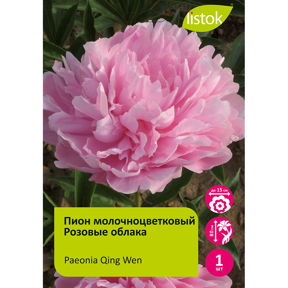 Пион молочноцветковый Розовые облака 1шт/Paeonia Qing Wen (Цин Вэн)