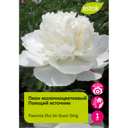 Пион молочноцветковый Поющий источник 1шт/Paeonia Sha Jin Guan Ding (Ша Цзинь Гуан Дин)