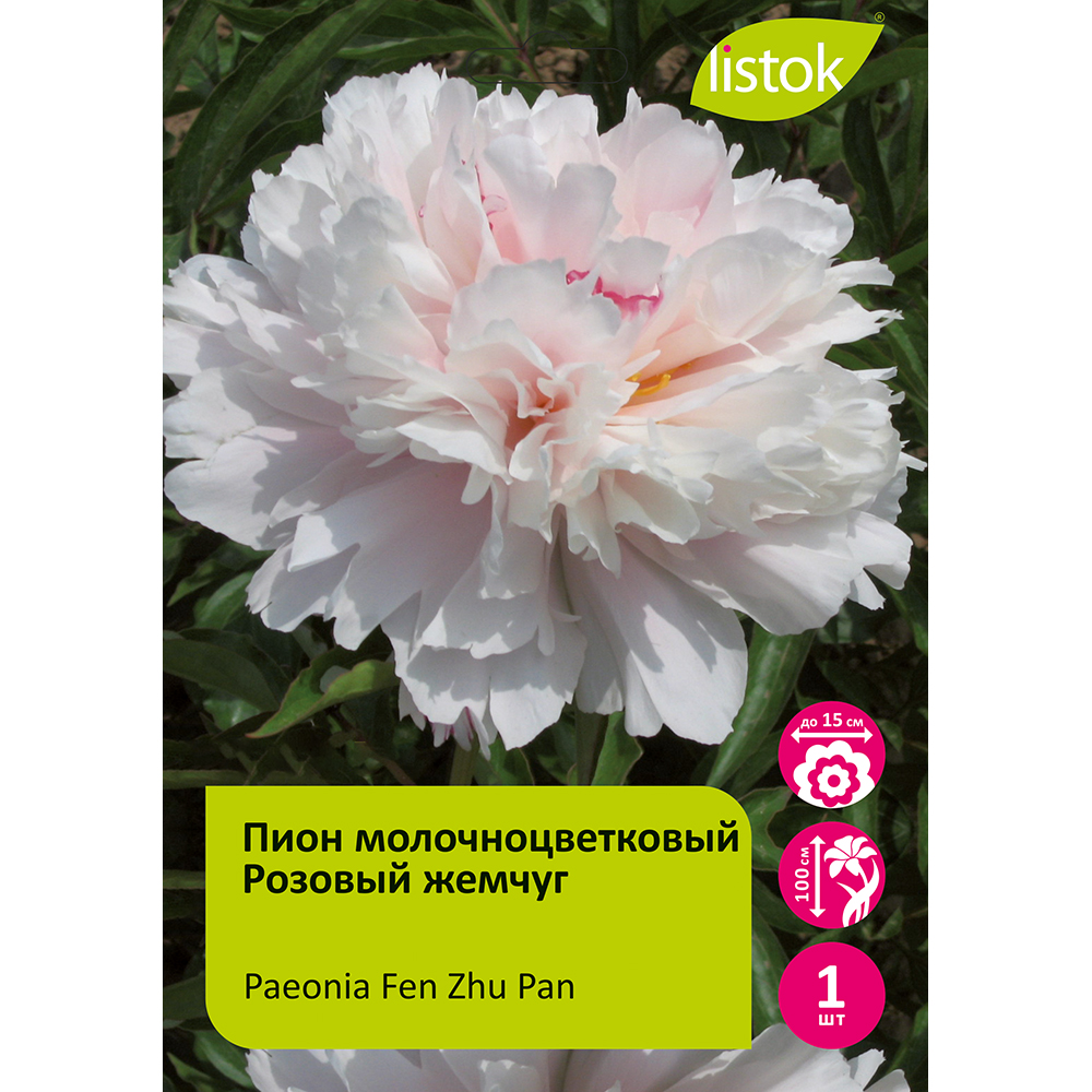 Пион молочноцветковый Розовый жемчуг 1шт/Paeonia Fen Zhu Pan (Фэн Чжу Пан)