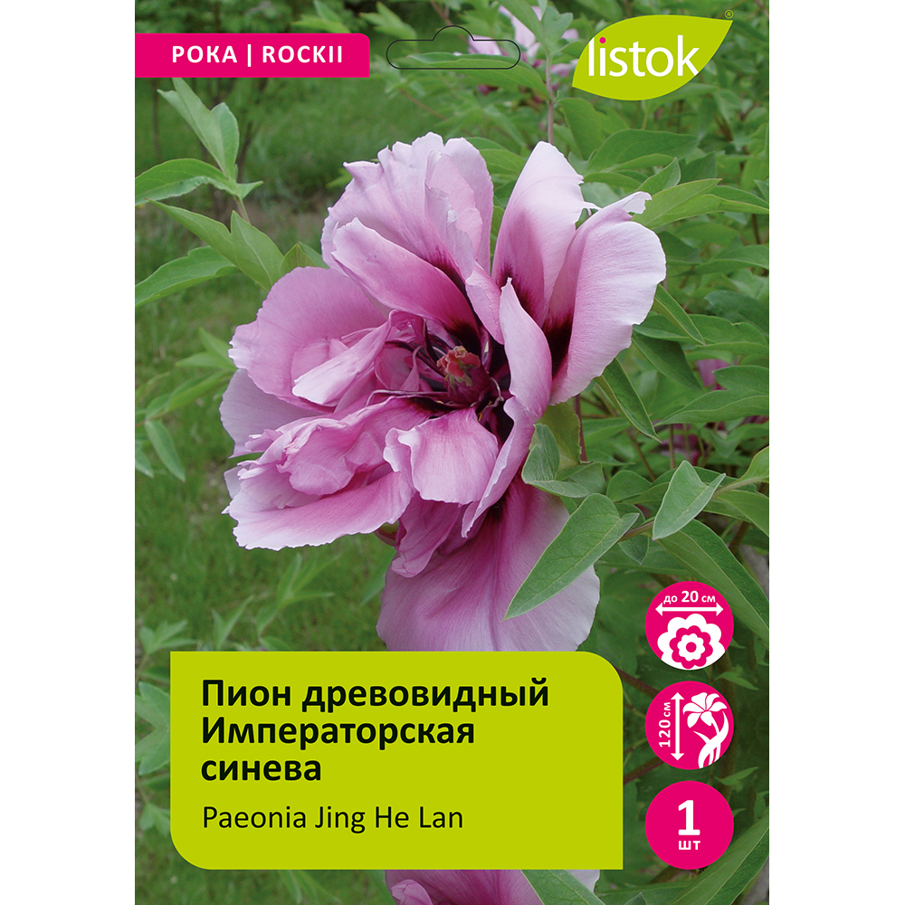 Пион древовидный Императорская синева 1шт/Paeonia Jing He Lan (Цзин Хэ Лань)