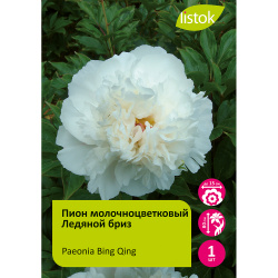 Пион молочноцветковый Ледяной бриз 1шт/ Paeonia Bing Qing (Бин Цин)